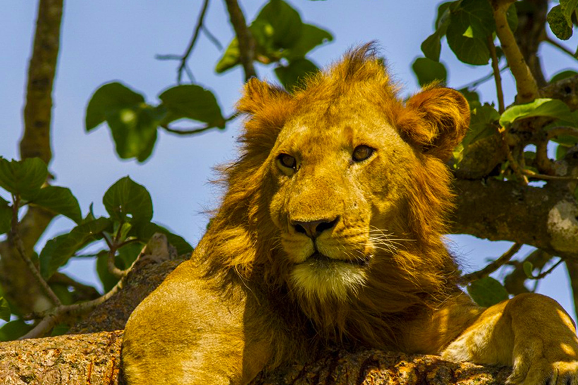 9 days in Uganda grand tour